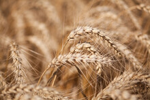 Close Up Of Yellow Grain Ready For Harvest