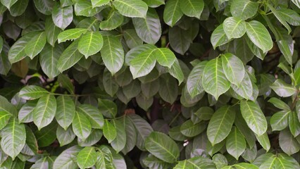 Sticker - Background of leaves. Slow motion close up of fresh green leaves in light rain.