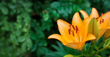 Images Of Wild Orange Lilies
