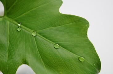 癒しの観葉植物　セローム　水滴　背景