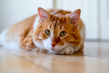 Ginger Cat Sitting On The Wooden Floor In A White Room. The Fat Red Cat Is Resting. Sweet Fluffy Kitten At Home. A Large Red Cat Lies Beautifully On The Floor In The Interior Of A Modern Apartment