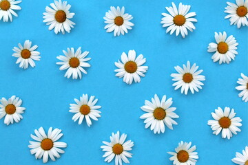 Wall Mural - Background of white daisies on a blue background.