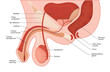 male reproductive system. penis medical vector illustration.