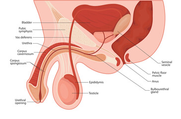 Canvas Print - male reproductive system. penis medical vector illustration.