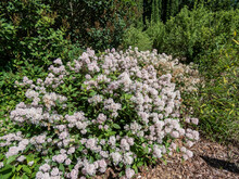 Jersey Tea Ceanothus, Red Root, Mountain Sweet Or Wild Snowball (Ceanothus Americanus) Having Thin Branches Flowering With White Flowers In Clumpy Inflorescences In Garden In Summer