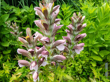 Close-up Of The Bear's Breeches (Acanthus Hungaricus (Borbas) Flowering With Pink To White Flowers Enclosed In Spiny Bracts And Arranged In Vertical Rows On Flower Spikes Rising Above The Foliage