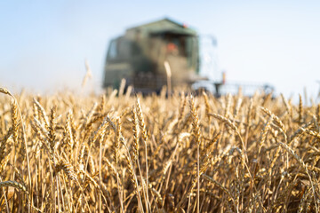 Wall Mural - Harvester working in wheatfield at sunset.