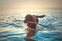 Dog Fetching Stick From The Ocean. High Quality Photo
