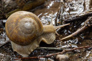 Wall Mural - Burgundy snail, Helix, Roman snail, edible snail, escargot, on the surface of old stump with moss in a natural environment. Green moss and mold growing on the old tree trunk.