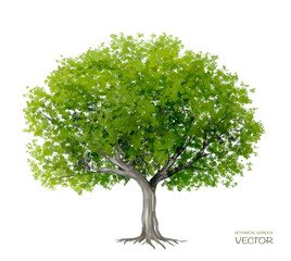 vector watercolor of tree side view isolated on white background for landscape and architecture draw