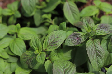 Wall Mural - Mentha aquatica. Green fragrant water mint.