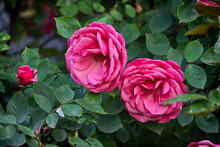 Two Blooming Pink Roses On A Bush In Close-up