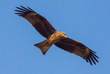 Red Kite (Milvus Milvus) Is A Large Predatory Bird. Flies A Lot Faster Due To Its Tail-like Tail