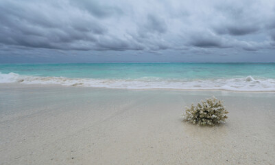 Wall Mural - sea coral on white sand by the ocean