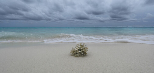 Wall Mural - sea coral on white sand by the ocean