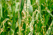 Close up corn leaves wilting and dead after wrong applying herbicide in cornfield. Damage to agribusiness, insured event, reason for indemnification events. Abuse of pesticide use in agriculture