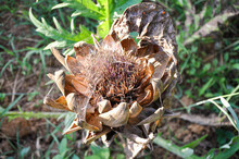 Single Dried Artichoke Flower In A Garden, Close-up, Plant To Seed, Disease Causes In Plants Concepts