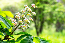 Aesculus Hippocastanum,blossom Of Horse Chestnut Or Conker Tree Springtime