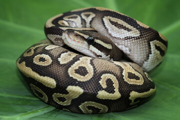 Wall Mural - Ball python snake close up on leaves, python regius