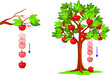 Gravity, falling apple. Isaac newton idea universal law, fall red apple tree down. Step down stages, timeline. Weight and mass experiment. Inertia, motion. Depict illustration vector