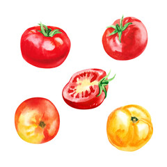 Hand painted watercolor delicious ripe tomatoes illustration isolated on white background.