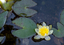 Miniature Pale Yellow Waterlily Flower Of Nymphaea Pygmaea 'Helvola' And Green Leaves With Dark Markings 