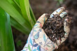 Garden green sustainable development ecocity soil contamination plastic pollution sustainable community zero waste sow gardening
