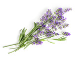 Fototapeta Lawenda - Fresh Lavender flowers bundle on a white