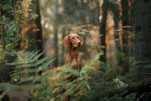 Hungarian Vizsla In The Autumn Forest. Pet In Leaf Fall. Atmospheric Photo In Nature