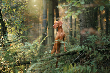 Wall Mural - Hungarian Vizsla in the autumn forest. Pet in leaf fall. Atmospheric photo in nature