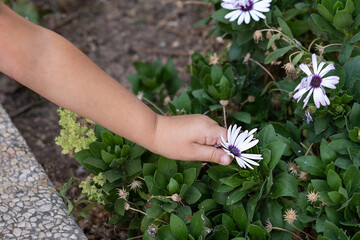 Wall Mural - Close-up of child hand picking flowers from plant.