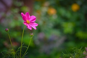 Wall Mural - Red flower in the garden in the summer