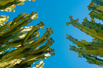 Two beautiful euphorbia ingens candelabra tree or naboo with sky on the background