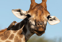 Piqueboeuf à Bec Rouge, Red Billed Oxpecker, Buphagus Erythrorhynchus, Girafe, Giraffa Camelopardalis, E Parc National Kruger, Afrique Du Sud