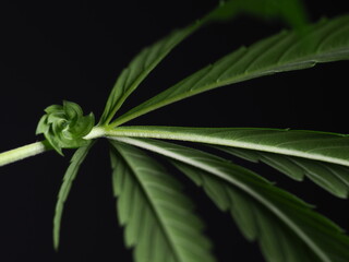 Wall Mural - flowering male medical cannabis plant on black background close up