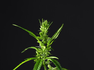 Wall Mural - flowering male medical cannabis plant on black background close up