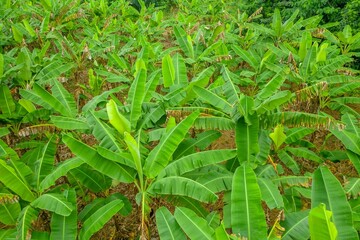 Wall Mural - Field of green Abaca plants
