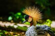 Clsoeup of adorable Grey crowned crane on bokeh background