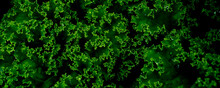Kale Leaves Of Cabbage On A Background