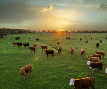 The Sun Sets On The Horizon As Cattle Graze In The Field.