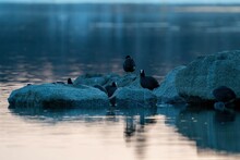Selective Focus Shot Of Eurasian Coots (Fulica Atra) On The Rocks In The Water