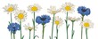daisy and cornflower flowers, vector drawing wild plants isolated at white background , hand drawn botanical illustration