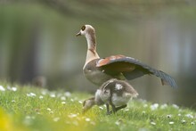 Adult Egyptian Goose And A Gosling On A Meadow With Flowers