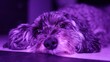 Closeup of a chilling dog under purple light.