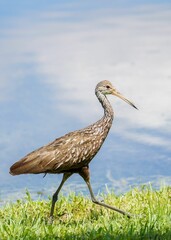 Wall Mural - Vertical portrait of a gray heron on the background of a lake