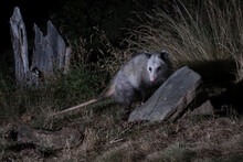 Possum On The Prowl.