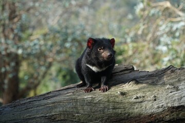 Poster - Closeup shot of a Tasmanian devil on the blurry background