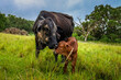 A heifer and her new baby calf