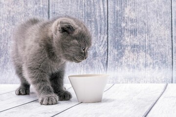 Poster - Small young Scottish Fold kitten sits on wooden surface and looks at white bowl of milk.