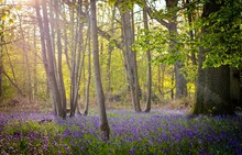 Bluebell Flowers In The Forest